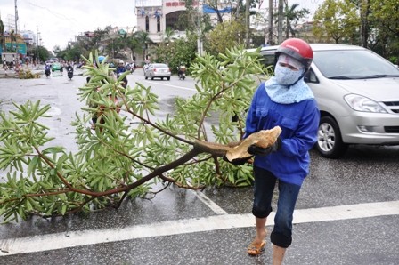 Tại Thái Bình, nhiều cây cối, nhà cửa và tài sản của người dân bị bão làm gãy đổ, hư hỏng.